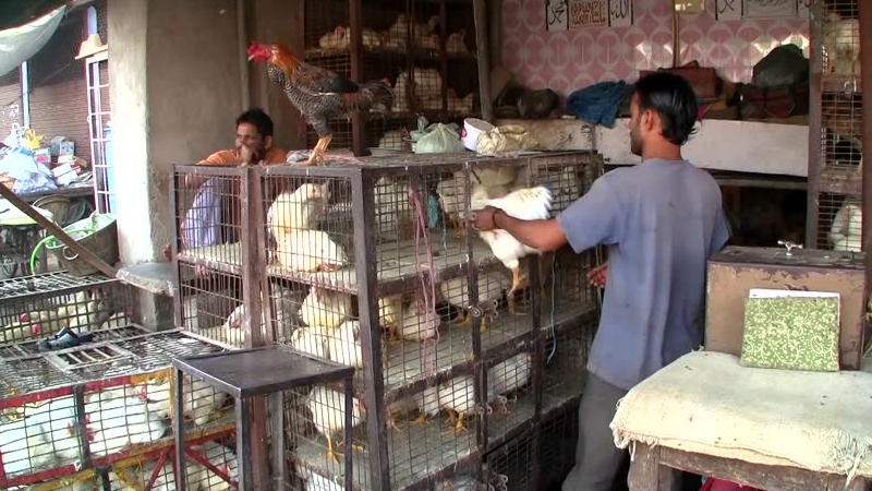 चिकन खाताय,सावधान!, कोंबड्यांना दिली जातात इंजेक्शन!