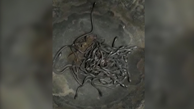 VIDEO : बापरे!, एकाच घरात सापडली 100 कोब्राची पिल्लं !