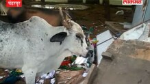 कुठे गेले गोरक्षक? ही गोशाळा की कत्तलखाना?
