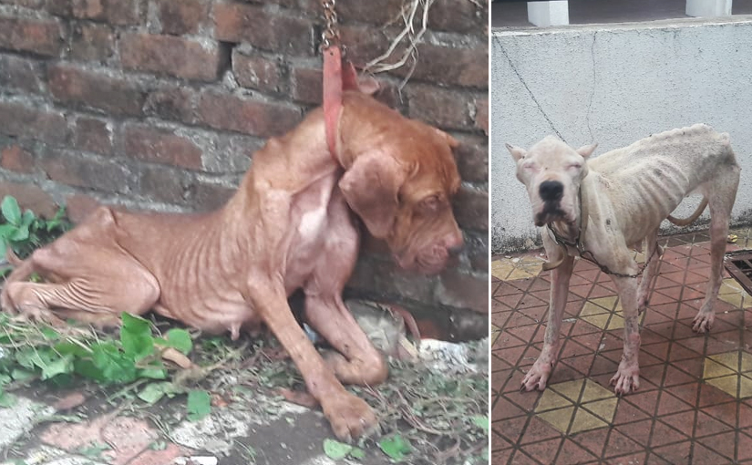 VIDEO : डॉक्टराची क्रूरता ; 9 परदेशी कुत्रे भुकेपोटी आपलीच खात होते विष्ठा !