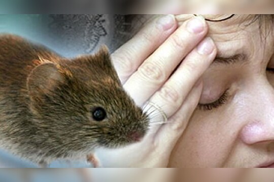 ही आहेत लेप्टोस्पायरोसिसची कारणं आणि लक्षणं !