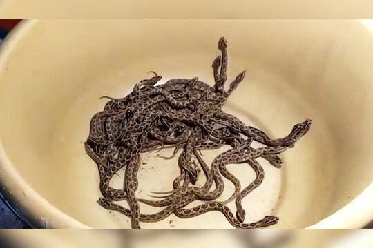 VIDEO : अति विषारी घोणसच्या 38 पिल्लांचा जन्मसोहळा !