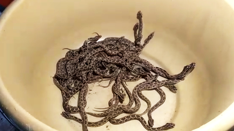 VIDEO : अति विषारी घोणसच्या 38 पिल्लांचा जन्मसोहळा !