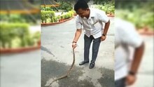 विषारी सापासोबत खेळतानाचा काँग्रेस नेत्याचा VIDEO व्हायरल