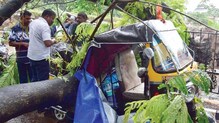 मुलुंडमध्ये रिक्षेवर पिंपळाची फांदी पडल्याने एकाचा मृत्यू, दोनजण जखमी मुलुंडमध्ये रिक्षेवर पिंपळाची फांदी पडल्याने एकाचा मृत्यू, दोनजण जखमी