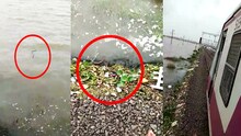 VIDEO : लोकल थांबताच साप आला धावून