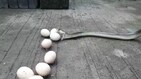 VIDEO : बापरे!,दोन कोंबड्या मारून सापाने गिळली नऊ अंडी