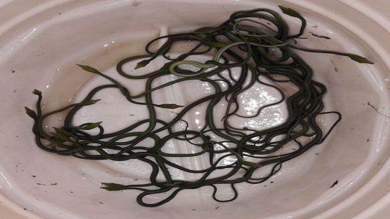 हे पाहण्यासाठी संतोष कडू यांच्या घरी सगळ्यांनी एकच गर्दी केली आहे.