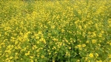 'येवा कोकण आपलो असा'