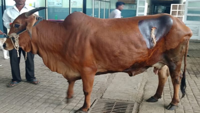 पंकज क्षीरसागर, परभणी, 28 आॅगस्ट : कुठल्याही प्रकारचा कचरा मग तो प्लास्टिक असो,लोखंडी,की रबरी हा कचरा कुंड्यावर न टाकता तो इतरत्र टाकणे हे जनावरांसाठी किती हानिकारक आहे हे पुन्हा एकदा समोर आलंय. पंकज क्षीरसागर, परभणी, 28 आॅगस्ट : कुठल्याही प्रकारचा कचरा मग तो प्लास्टिक असो,लोखंडी,की रबरी हा कचरा कुंड्यावर न टाकता तो इतरत्र टाकणे हे जनावरांसाठी किती हानिकारक आहे हे पुन्हा एकदा समोर आलंय.