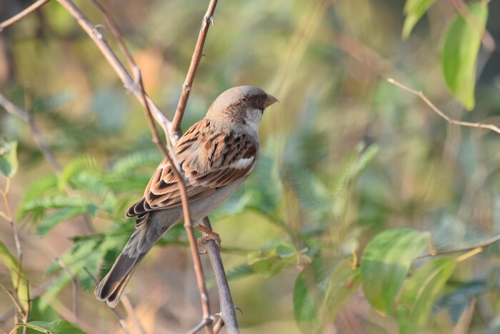 पितृपक्षावेळी मानवधर्म जपणं महत्त्वाचं आहे. या महिन्यात स्वत:ला सकारात्मक ठेवत प्रत्येक सजीवाची काळजी घेतली पाहिजे. या महिन्यात पशु-पक्षांनाही भोजन आणि जल दिले पाहिजे. कोणत्याही सजीवाला हानी करू नका.