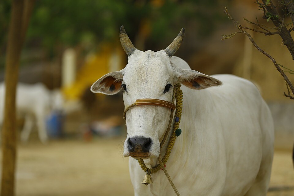 गायीला सनातन धर्मात मातेचा दर्जा देण्यात आला आहे. त्यामुळे पितृपक्षामध्ये गायीचा अपमान करू नका. गायीला सनातन धर्मात मातेचा दर्जा देण्यात आला आहे. त्यामुळे पितृपक्षामध्ये गायीचा अपमान करू नका.