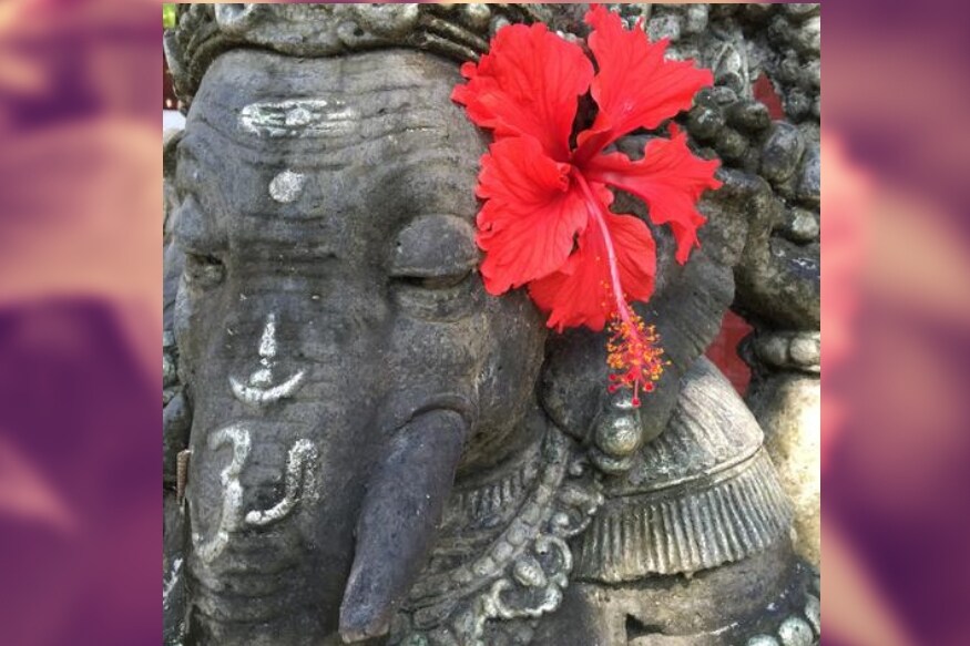 फुलांमध्ये गणेशाला जास्वंदाचं फुल खूप आवडतं. त्यामुळे तुम्ही तुमच्या लाडक्या बाप्पाला जास्वंदाची फुलं वाहू शकता. फुलांमध्ये गणेशाला जास्वंदाचं फुल खूप आवडतं. त्यामुळे तुम्ही तुमच्या लाडक्या बाप्पाला जास्वंदाची फुलं वाहू शकता.