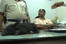 VIDEO : सेनेच्या नगरसेवकाने वैद्यकीय अधिकाऱ्याला भेट दिलं चक्क जिवंत डुक्कर!