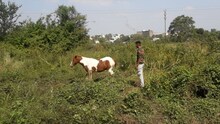 'तो' चार दिवस दलदलीत अडकला होता