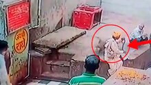 VIDEO : वानराने गारुड्याचा साप पळवला आणि खाऊन टाकला