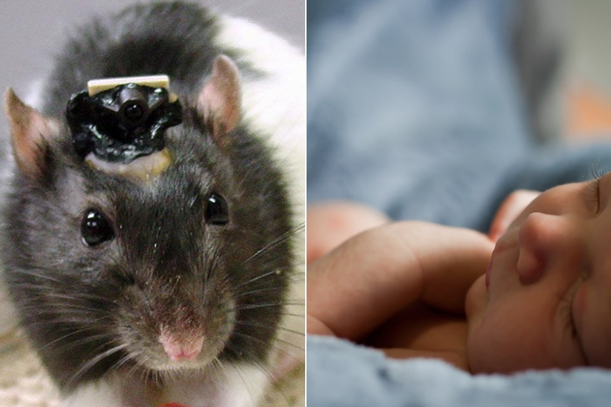 रुग्णालयात उंदरानं कुरतडल्यामुळे नवजात बाळाचा दुर्दैवी मृत्यू!