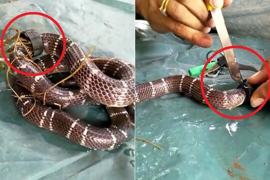VIDEO: झाकणात अडकलेल्या सगळ्यात विषारी सापाला 'असं' केलं मुक्त