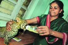 #Durgotsav2018 :  बिबट्याचा हल्ला परतवून त्याला जीवदान देणाऱ्या धाडसी डॉक्टरची थरारक कहाणी!