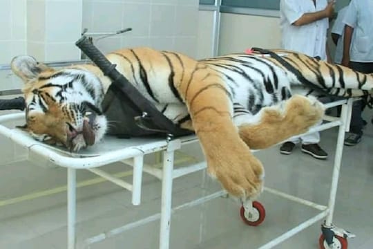 Exclusive Audio Clip: अवनी वाघिणीला मारल्याप्रकरणी धक्कादायक वास्तव उघड!