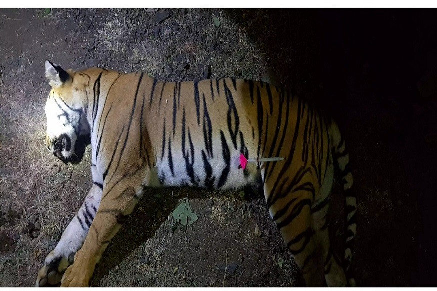 1)अवनीवर मागून गोळ्या झाडण्यात आल्या. याचाच अर्थ तिने बचाव पथकावर हल्ला केला नाही तर तिला मागून गोळ्या घातल्या गेल्या. 1)अवनीवर मागून गोळ्या झाडण्यात आल्या. याचाच अर्थ तिने बचाव पथकावर हल्ला केला नाही तर तिला मागून गोळ्या घातल्या गेल्या.