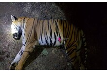 शवविच्छेदन अहवालानंतर अवनी वाघीण प्रकरणात आणखी एक नवा खुलासा