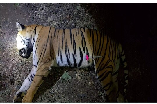 शवविच्छेदन अहवालानंतर अवनी वाघीण प्रकरणात आणखी एक नवा खुलासा