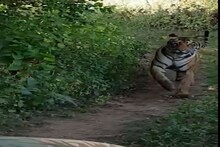 VIDEO : वाघाने केला पर्यटकांचा पाठलाग, थरकाप उडवणारा व्हिडिओ व्हायरल