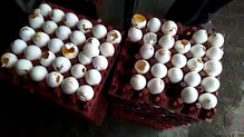 चोरट्यांनी पळवली ५ लाखांची अंडी