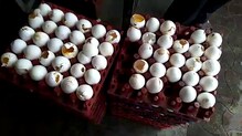 चोरट्यांनी पळवली ५ लाखांची अंडी चोरट्यांनी पळवली ५ लाखांची अंडी