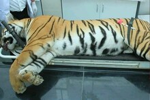 अवनीला गोळ्या घालण्यासाठी असगर अली खानने वापरली अवैध बंदूक