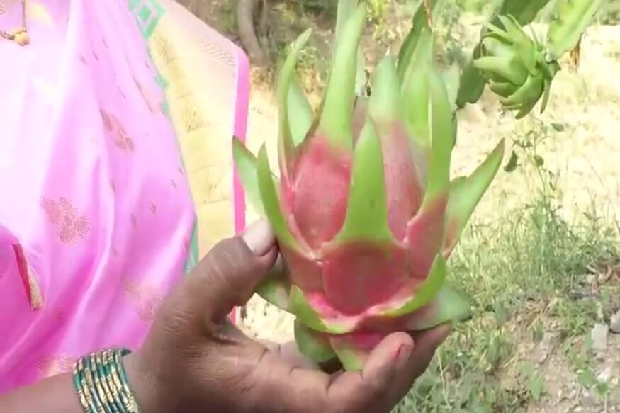 जास्त पाणी लागणाऱ्या डाळिंब आणि द्राक्ष पिकाला बगल द्यावी लागणार हे त्यांच्या लक्षात आलं. मग त्यांनी दुष्काळी भागात नव्यानं दाखल झालेल्या ड्रॅगन फ्रुट पिकाच्या लागवडीकडं आपला मोर्चा वळवला. जास्त पाणी लागणाऱ्या डाळिंब आणि द्राक्ष पिकाला बगल द्यावी लागणार हे त्यांच्या लक्षात आलं. मग त्यांनी दुष्काळी भागात नव्यानं दाखल झालेल्या ड्रॅगन फ्रुट पिकाच्या लागवडीकडं आपला मोर्चा वळवला.