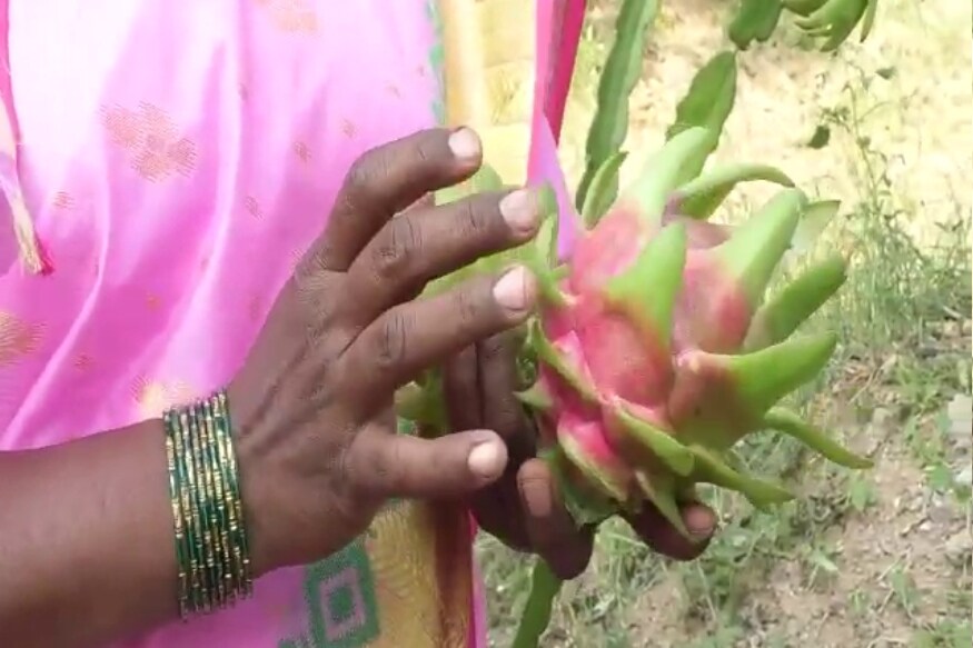 दुष्काळी पट्ट्यातले शेतकरी मोठ्या संख्येनं या पिकाकडं वळू लागलेत. द्राक्ष डाळिंबापेक्षा या पिकाची कमी पाण्यात येण्याची खात्री जास्त आहे. त्यामुळं मोठ्या संख्येनं शेतकरी या पिकाच्या लागवडीची मागणी करतायत. दुष्काळी पट्ट्यातले शेतकरी मोठ्या संख्येनं या पिकाकडं वळू लागलेत. द्राक्ष डाळिंबापेक्षा या पिकाची कमी पाण्यात येण्याची खात्री जास्त आहे. त्यामुळं मोठ्या संख्येनं शेतकरी या पिकाच्या लागवडीची मागणी करतायत.