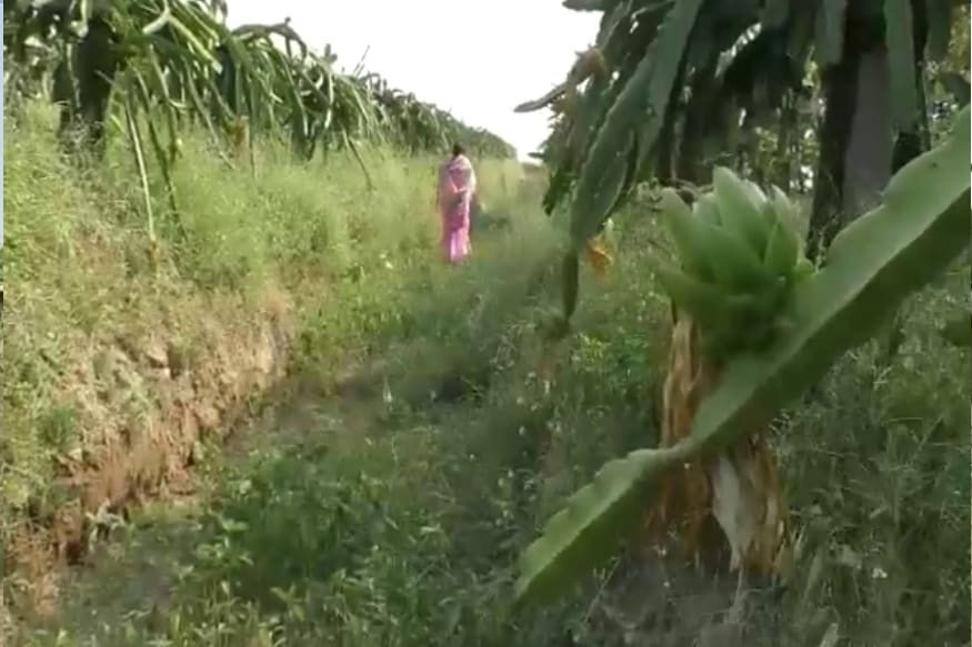 आम्ही आधी डाळिंबी लावली पण खराब झाल्यामुळे नुकसान झालं. त्यानंतर द्राक्ष लावले पण त्यातही तोटा झाला. त्यानंतर ड्रॅगनफ्रुटबद्दल माहिती मिळाली. अत्यंत आरोग्यदायी फळ असल्याचं कळालं. तसंच या पिकाला पाणीही कमी लागते. आम्ही आधी डाळिंबी लावली पण खराब झाल्यामुळे नुकसान झालं. त्यानंतर द्राक्ष लावले पण त्यातही तोटा झाला. त्यानंतर ड्रॅगनफ्रुटबद्दल माहिती मिळाली. अत्यंत आरोग्यदायी फळ असल्याचं कळालं. तसंच या पिकाला पाणीही कमी लागते.
