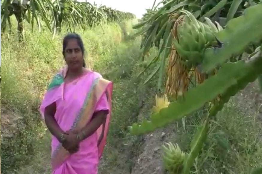 त्यानंतर इंटरनेटवरून माहिती घेतली आता पिक चांगले आले. आमदार-नेते आणि परदेशी पर्यटक पाहून गेले. या पिकातून ३ लाखांचे उत्पादन मिळाले आणि २ लाखाचे पिक शेतात आहे अशी माहिती गायत्री पुजारी यांनी दिली. त्यानंतर इंटरनेटवरून माहिती घेतली आता पिक चांगले आले. आमदार-नेते आणि परदेशी पर्यटक पाहून गेले. या पिकातून ३ लाखांचे उत्पादन मिळाले आणि २ लाखाचे पिक शेतात आहे अशी माहिती गायत्री पुजारी यांनी दिली.
