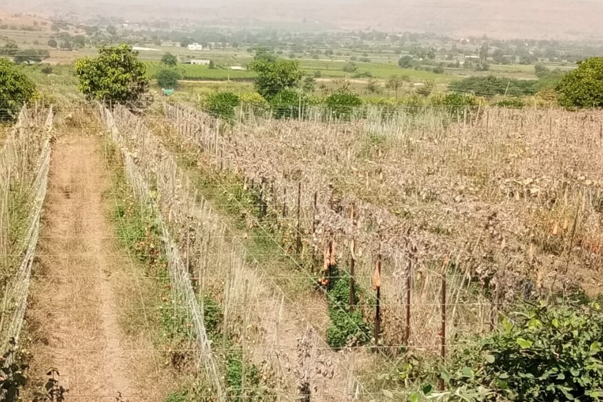 नशिक जिल्ह्यातल्या गिरणारे गावातली ही घटना आहे. शेतातून टोमॅटो तोडून तो बाजारपेठेत नेल्यानंतर हातात पडणाऱ्या पैशातून किमान वाहतूक खर्चही निघत नसल्यानं टोमॅटो बाजारात न्यायचाच कशाला असा शेतकरी विचार करतोय. नशिक जिल्ह्यातल्या गिरणारे गावातली ही घटना आहे. शेतातून टोमॅटो तोडून तो बाजारपेठेत नेल्यानंतर हातात पडणाऱ्या पैशातून किमान वाहतूक खर्चही निघत नसल्यानं टोमॅटो बाजारात न्यायचाच कशाला असा शेतकरी विचार करतोय.