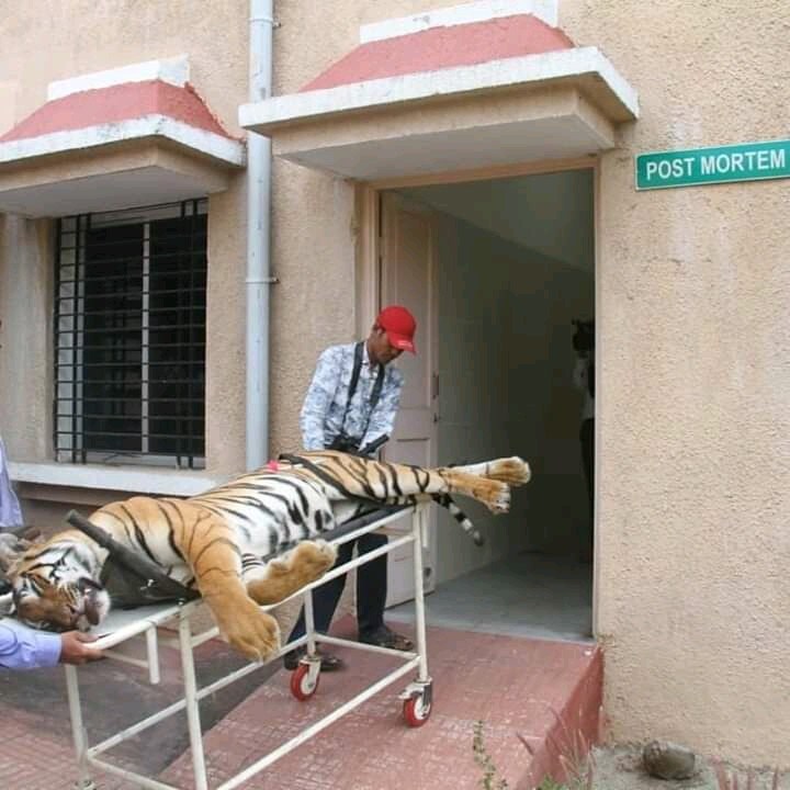 2)अवनीवर बेशुद्ध कऱण्याचे डार्ट फक्त तिच्या मसल्सपर्यंतच पोहचले. ते त्वचेच्या फेशीया स्तरापर्यंतही गेलेच नाही. 2)अवनीवर बेशुद्ध कऱण्याचे डार्ट फक्त तिच्या मसल्सपर्यंतच पोहचले. ते त्वचेच्या फेशीया स्तरापर्यंतही गेलेच नाही.