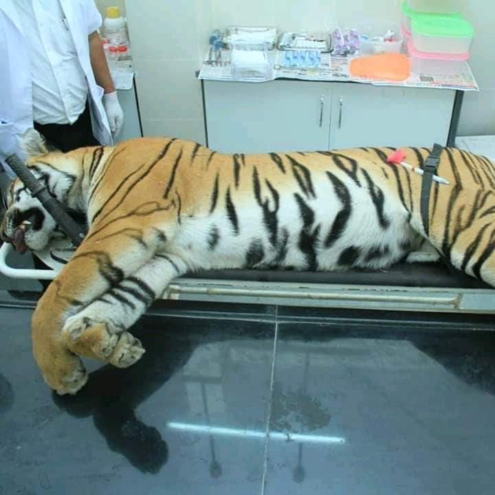 2) वादग्रस्त शिकारी शहाफत अली खान याचा मुलगा असगर अली याने रात्री साडेअकरा वाजता अवनीवर गोळ्या घातल्या. तेव्हा त्याने वाघ ओळखलाच कसा? 2) वादग्रस्त शिकारी शहाफत अली खान याचा मुलगा असगर अली याने रात्री साडेअकरा वाजता अवनीवर गोळ्या घातल्या. तेव्हा त्याने वाघ ओळखलाच कसा?
