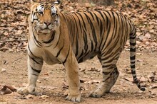 आणखी एका 'अवनी'ची हत्या, गावकऱ्यांनी ट्रॅक्टरखाली चिरडून ठार मारले