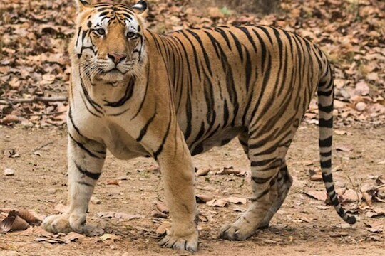 आणखी एका 'अवनी'ची हत्या, गावकऱ्यांनी ट्रॅक्टरखाली चिरडून ठार मारले