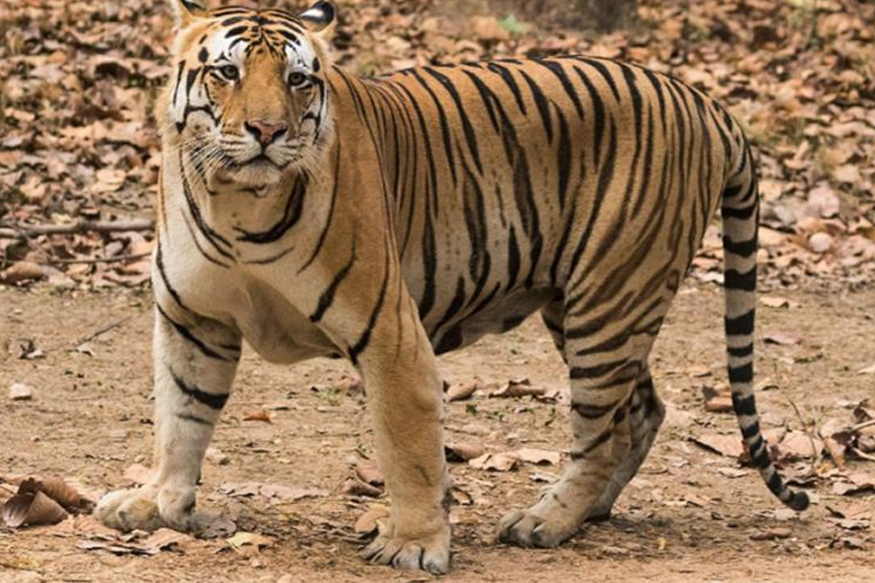 आणखी एका 'अवनी'ची हत्या, गावकऱ्यांनी ट्रॅक्टरखाली चिरडून ठार मारले