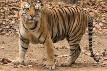 आणखी एका 'अवनी'ची हत्या, गावकऱ्यांनी ट्रॅक्टरखाली चिरडून ठार मारले आणखी एका 'अवनी'ची हत्या, गावकऱ्यांनी ट्रॅक्टरखाली चिरडून ठार मारले