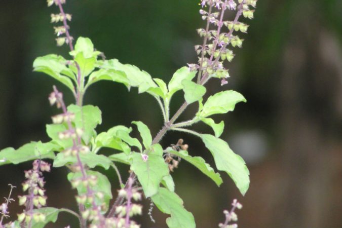 तुळस आणि आवळ्याची पावडर एकत्र करा. ती पावडर तेलात एकत्र करून डोक्याला लावा. अर्ध्या तासाने केस कोमट पाण्याने धुवा. तुळस आणि आवळ्याची पावडर एकत्र करा. ती पावडर तेलात एकत्र करून डोक्याला लावा. अर्ध्या तासाने केस कोमट पाण्याने धुवा.