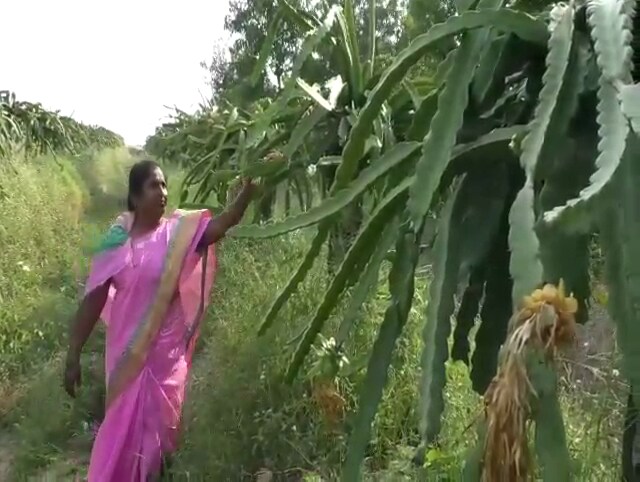 दुष्काळी जत तालुक्यातल्या पांडोझरी गावात कल्लप्पा आणि गायत्री पुजारी हे शेतकरी दांपत्या गेल्या 2 दशकांपेक्षा जास्त काळ उत्तम शेती कसतं आहे. द्राक्ष आणि डाळिंबाचे मळे फुलवलेल्या या पतीपत्नीनं गेल्या 2 ते 4 वर्षांत दुष्काळासोबत मोठ्या तीव्रतेनं सामना केला. दुष्काळी जत तालुक्यातल्या पांडोझरी गावात कल्लप्पा आणि गायत्री पुजारी हे शेतकरी दांपत्या गेल्या 2 दशकांपेक्षा जास्त काळ उत्तम शेती कसतं आहे. द्राक्ष आणि डाळिंबाचे मळे फुलवलेल्या या पतीपत्नीनं गेल्या 2 ते 4 वर्षांत दुष्काळासोबत मोठ्या तीव्रतेनं सामना केला.