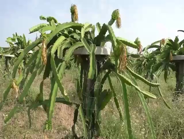 ड्रॅगन फ्रुटच्या पिकातून एकरी किमान 1 ते दीड लाख रुपयांचं उत्पन्न हाती येण्याची खात्री आहे. दुष्काळात बाकीची पिकं टिकत नसताना ड्रॅगनफ्रुटचं पीक शेतकऱ्यांना जास्त जवळचं वाटू लागलं आहे. ड्रॅगन फ्रुटच्या पिकातून एकरी किमान 1 ते दीड लाख रुपयांचं उत्पन्न हाती येण्याची खात्री आहे. दुष्काळात बाकीची पिकं टिकत नसताना ड्रॅगनफ्रुटचं पीक शेतकऱ्यांना जास्त जवळचं वाटू लागलं आहे.