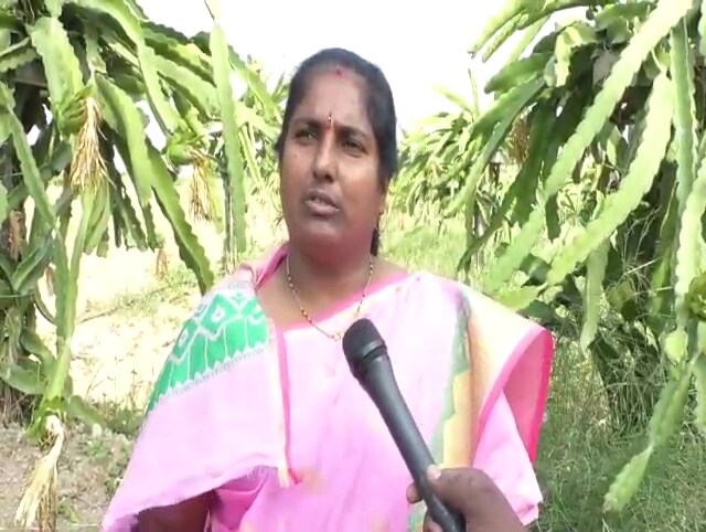 ड्रॅगनफ्रुटसाठी त्यांनी सिमेंटचे खांब उभे केले. रोपांची लागवड केली. ठिबक सिंचनाचा वापर केल्यानं काम सोपं झालं. ड्रॅगनफ्रुटसाठी त्यांनी सिमेंटचे खांब उभे केले. रोपांची लागवड केली. ठिबक सिंचनाचा वापर केल्यानं काम सोपं झालं.