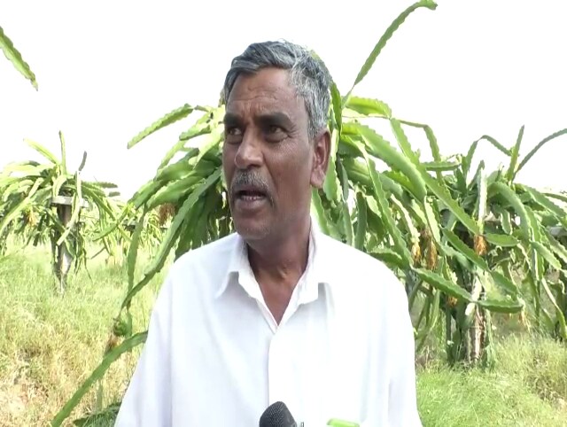 दुष्काळी पट्ट्यातले शेतकरी मोठ्या संख्येनं या पिकाकडं वळू लागलेत. द्राक्ष डाळिंबापेक्षा या पिकाची कमी पाण्यात येण्याची खात्री जास्त आहे. त्यामुळं मोठ्या संख्येनं शेतकरी या पिकाच्या लागवडीची मागणी करतायत. दुष्काळी पट्ट्यातले शेतकरी मोठ्या संख्येनं या पिकाकडं वळू लागलेत. द्राक्ष डाळिंबापेक्षा या पिकाची कमी पाण्यात येण्याची खात्री जास्त आहे. त्यामुळं मोठ्या संख्येनं शेतकरी या पिकाच्या लागवडीची मागणी करतायत.