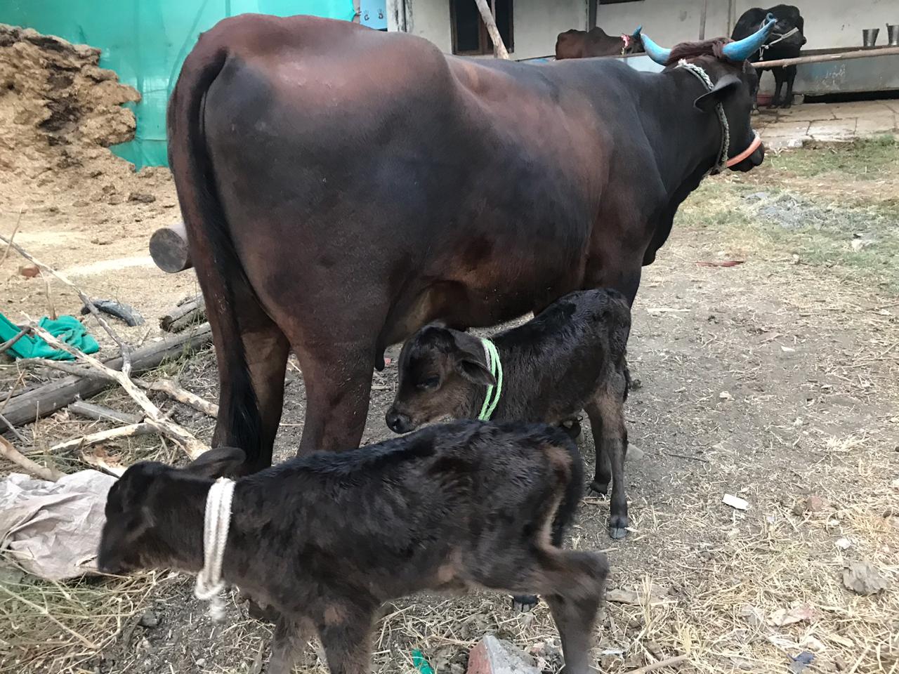 सोनिया राणा, मध्यप्रदेश, 08 डिसेंबर : मध्य प्रदेशात सध्या निवडणुकांचं वातावरण आहे. अशातचा अनेक राजकीय पक्षांनी गाई हा निवडणुकीचा मुद्दा केला होता. सोनिया राणा, मध्यप्रदेश, 08 डिसेंबर : मध्य प्रदेशात सध्या निवडणुकांचं वातावरण आहे. अशातचा अनेक राजकीय पक्षांनी गाई हा निवडणुकीचा मुद्दा केला होता.