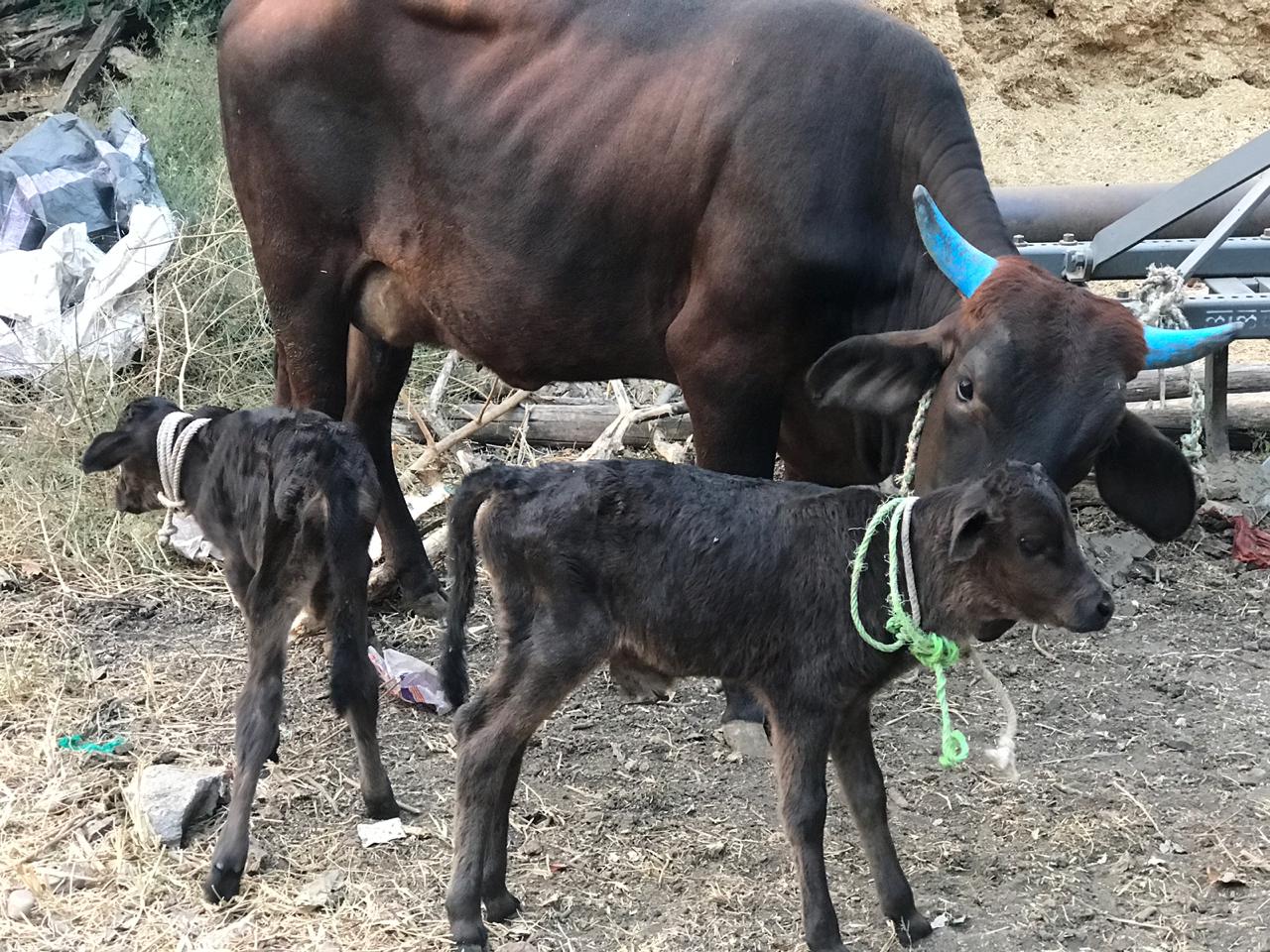 'भलेही काँग्रेस आणि भाजप हे पक्ष भांडत असतील, पण ही गायीची वासरं शेतात नांगराला जुंपल्यानंतर एकत्र काम करतील,' असं या शेतकऱ्याने म्हटलं आहे. 'भलेही काँग्रेस आणि भाजप हे पक्ष भांडत असतील, पण ही गायीची वासरं शेतात नांगराला जुंपल्यानंतर एकत्र काम करतील,' असं या शेतकऱ्याने म्हटलं आहे.