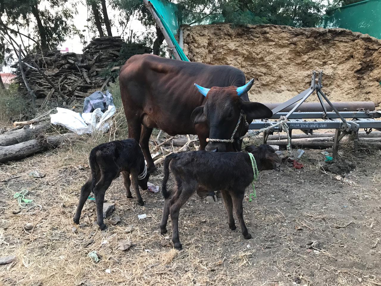 आता शेतकऱ्याने ऐन निवडणुकीच्या काळात ठेवलेली ही नावं दोन्ही पक्षांना नक्कीच त्यांनी दिलेली आश्वासने लक्षात ठेवायला मदत करतील. आता शेतकऱ्याने ऐन निवडणुकीच्या काळात ठेवलेली ही नावं दोन्ही पक्षांना नक्कीच त्यांनी दिलेली आश्वासने लक्षात ठेवायला मदत करतील.